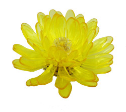 Gerbera, Yellow, Transparent 1113